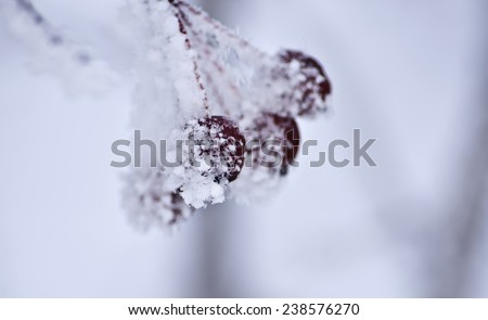 Sprig of wild apples covered with white frost. Abstract background