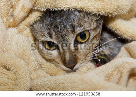 Wet cat in towel