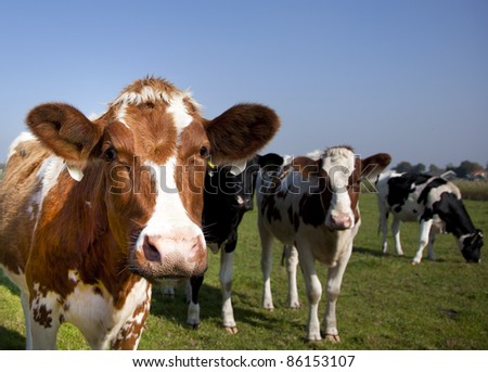 dutch cow in detail with blue sky