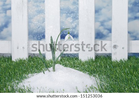 snow falls on a single snowdrop with a garden fence in background