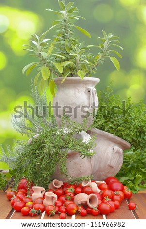 sage, oregano, curry, basil and rosemary grow in a decorative herb pot decorated with tomatoes and small amphoras