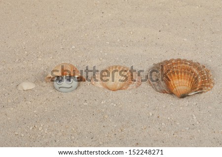 shell game with pearl and seashells on beach