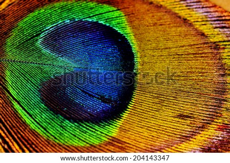 Macro shot detail of colorful peacock feather texture