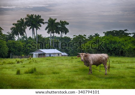 Cuban countryside landscape with cattle and hut, taken in Pinar del Rio, Cuba