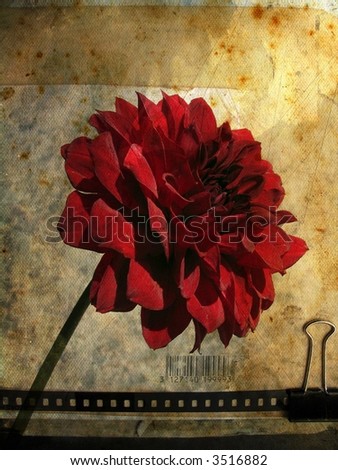Grunge background with red rose - vintage sepia paper texture