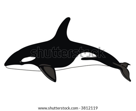 stock vector : Killer whale illustration in white background