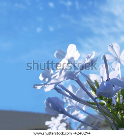 Detail of blue spring flowers against blue sky
