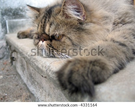 Boredom .. a human weakness Stock-photo-bored-cat-detail-of-brown-persian-cat-4331164