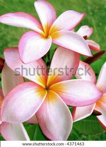 Tropical Flowers on Pink Tropical Flowers Detail   Frangipani Stock Photo 4371463