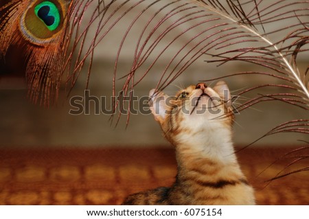 Brown bengal cat portrait with peacock feather