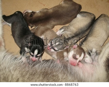 Siberian Husky Puppies on Husky Puppy 4 Months Siberian Husky Puppy Find Similar Images