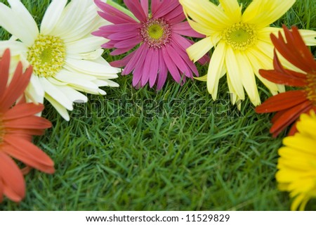 Floral border background with colorful daisies against green grass background