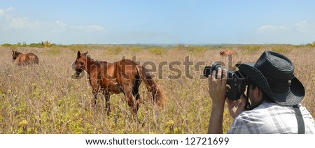 Panoramic shot of Wildlife photographer aiming at running horses