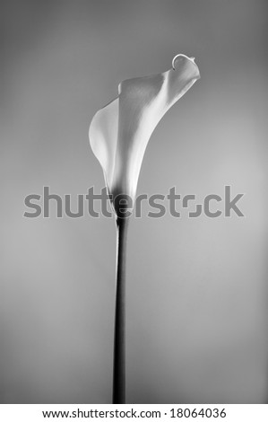 stock photo : Detail of calla lily flower in black and white