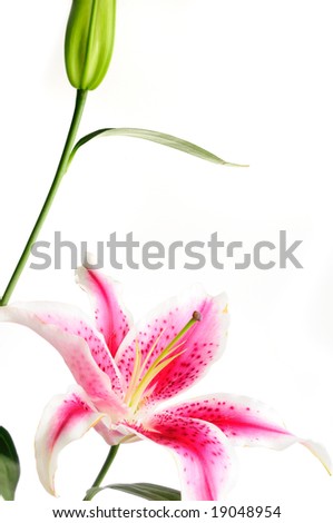 Detail of pink lily flower isolated on white