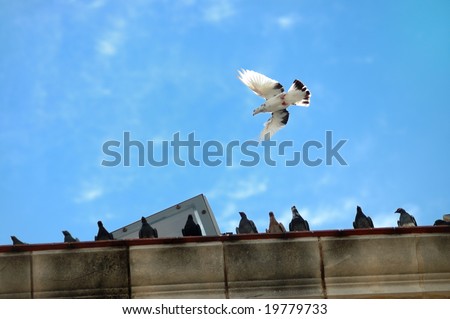 White dove flying against blue sky background