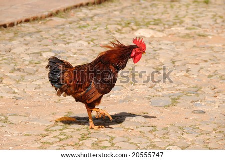 Young rooster on a street of Trinidad, cuba