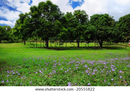 Three mango trees on green field with wildflowers