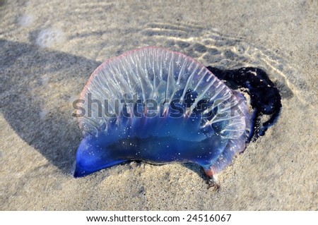 Cuban Jellyfish