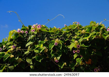 Tropical plant vine \
