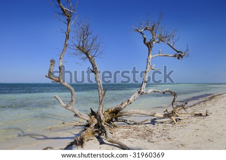 Dead tree trunk on tropical beach - cayo guillermo, cuba