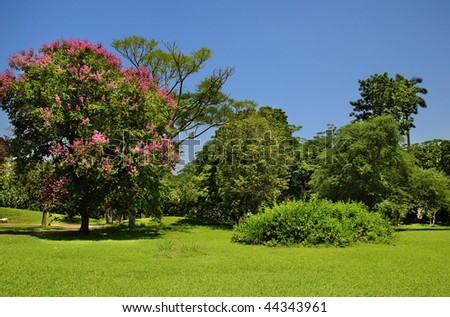 Green trees landscape with lush foliage and bushes