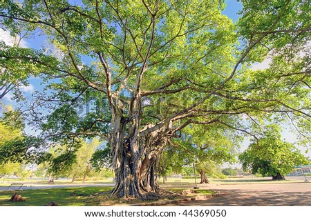 A view of big tree with green lush foliage in a park