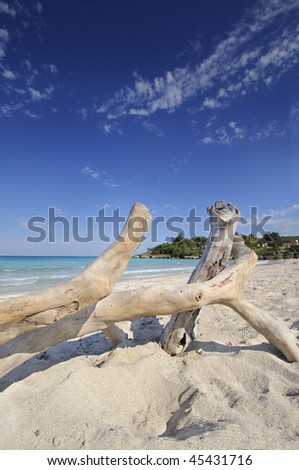 A view of dried trunk over sand on jibacoa beach, cuba
