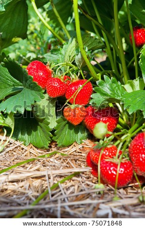 Closeup of fresh organic strawberries growing on the vine