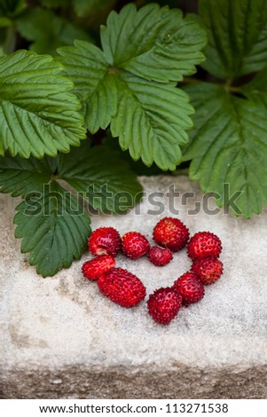 Heart formed from fresh organic Alpine Strawberries (Fragaria vesca) with the plants behind