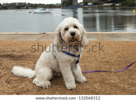 Bichon Frise dog with leash and harness on a path by the water