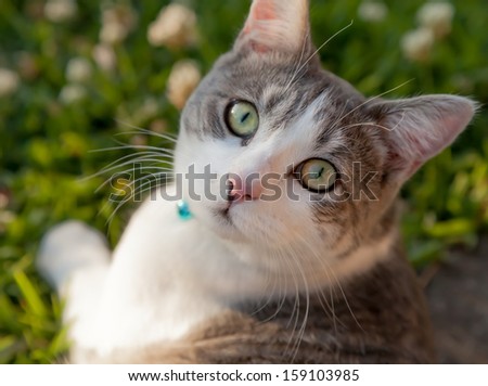 Cute white and tabby cat lying on grass looking up and back