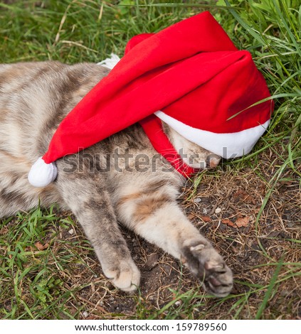 Tortoiseshell-tabby cat with her face hidden under a Santa hat