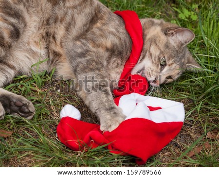 Tortoiseshell-tabby cat in the garden attacking a Santa hat and Christmas scarf