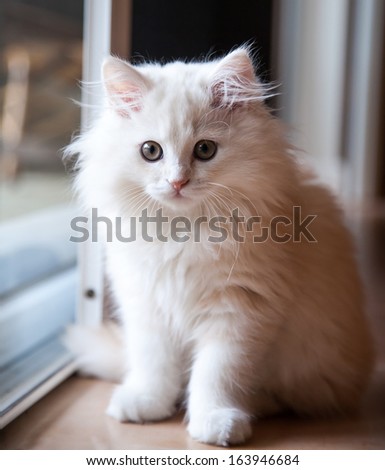 White long-haired pedigree kitten inside waiting at the door