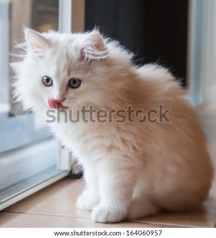 White long-haired pedigree kitten licking his lips at the door