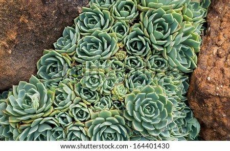 Rosettes of Hens and Chicks (Echeveria elegans) growing crowded between two orange rocks
