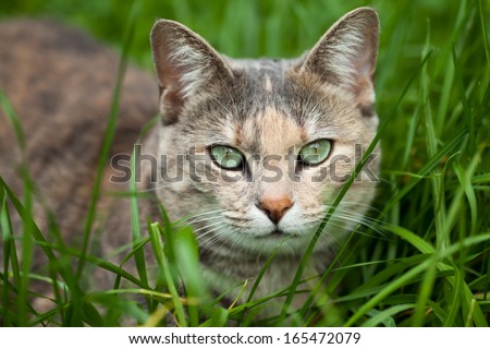 Green-eyed tortoiseshell-tabby cat sitting down in long green grass