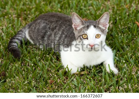 Alert young white and grey tabby cat lying on the grass
