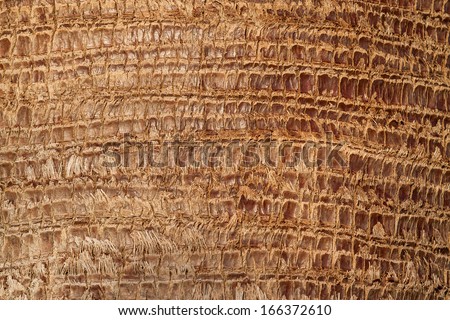 Texture of the bark of the Cocos Palm tree (Syagrus romanzoffiana)