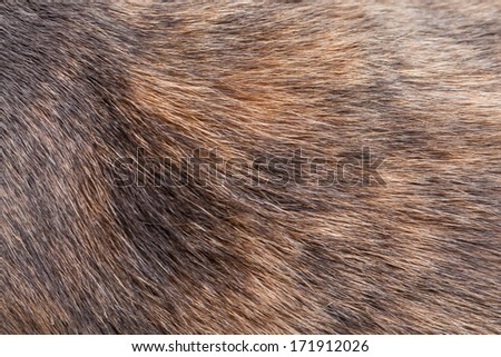 Texture image of the patterned fur on the back of a grey and ginger tortoiseshell cat