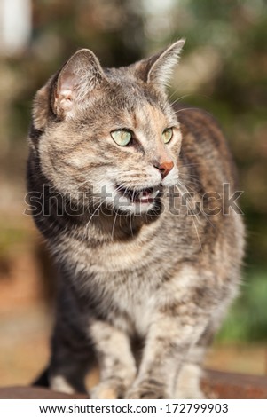 Unusual-looking gray and ginger tortoiseshell-tabby cat looking up and meowing with an open mouth