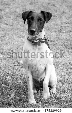 Monochrome image of a smooth fox terrier sitting on the grass with a raised paw waiting