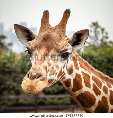 Close up of a giraffe\'s head (Giraffa camelopardalis) facing towards the camera in front of greenery and a city skyline