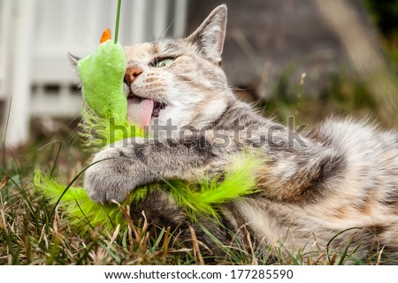 Tabby cat outside holding and licking a generic cat toy