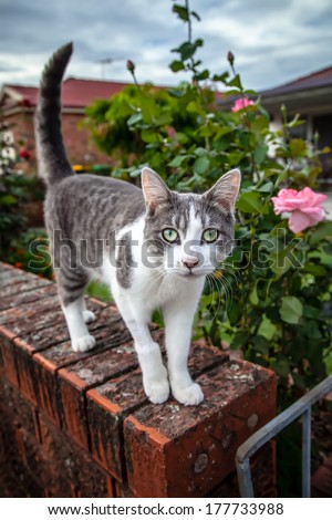 Curious tabby and white cat with green eyes on a brick wall at the gate of a garden