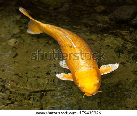 Golden Ogon Koi (Cyprinus carpio) with white fins swimming at the surface of the water in an ornamental pond