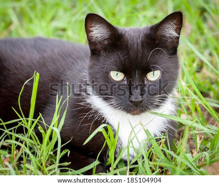 Cute black and white cat with green eyes sitting patiently in green grass