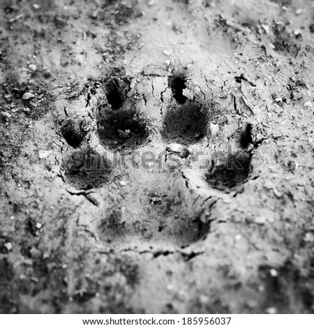 Ominously spooky or scary large dog print in wet mud, monochrome, artistically blurred