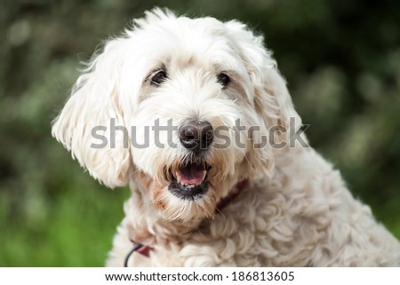 Beautiful friendly Soft Coated Wheaten Terrier with collar outside in a park